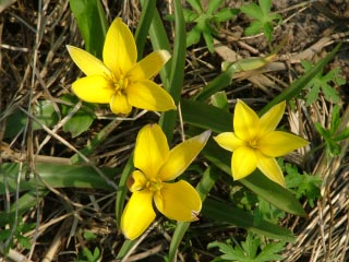 Tulipa urumiensis bestellen